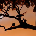 New zealand fantail, birds, silhouette — Bankroll Tips for Frequent Tournament Players