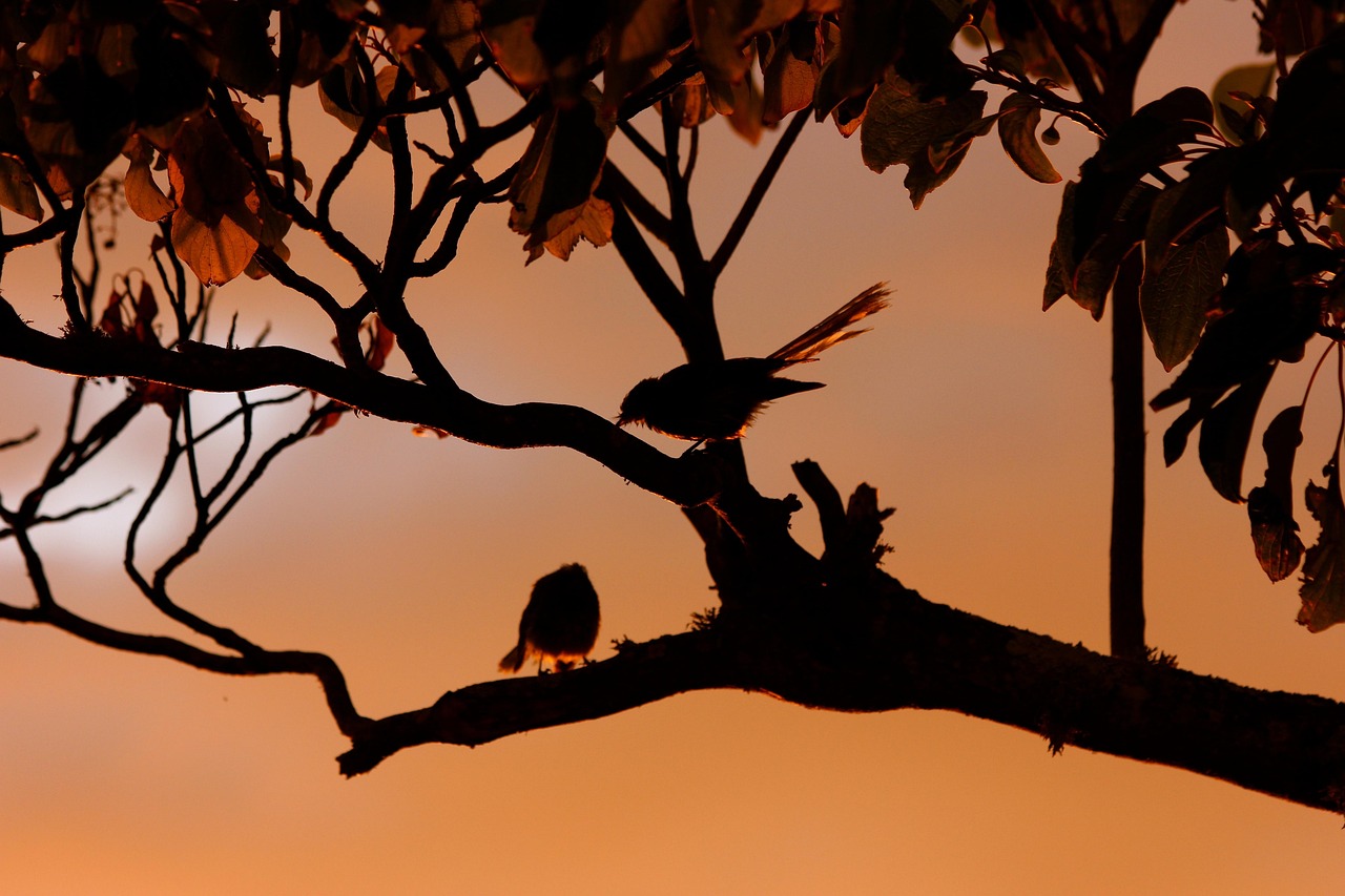 New zealand fantail, birds, silhouette — Bankroll Tips for Frequent Tournament Players