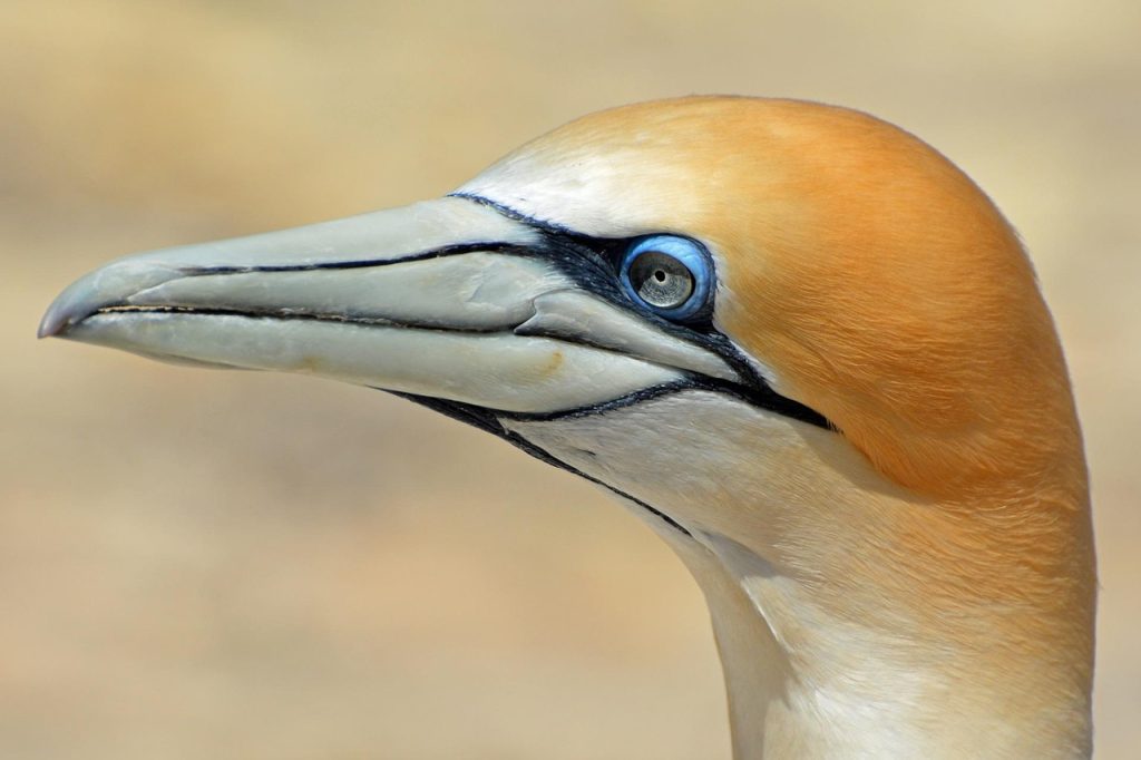 Northern gannet, bird, animal — From Minimalist to Bold: Instagram Username Ideas for Every Style in 2025