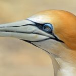 Northern gannet, bird, animal — From Minimalist to Bold: Instagram Username Ideas for Every Style in 2025