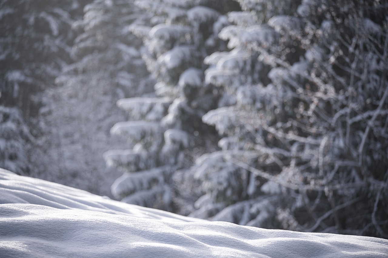Snow, nature, winter — How to Play Winbox Games While Traveling