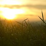 Grass, sunrise, sun — Mood Match: 150 Selfie Captions for Every Emotion
