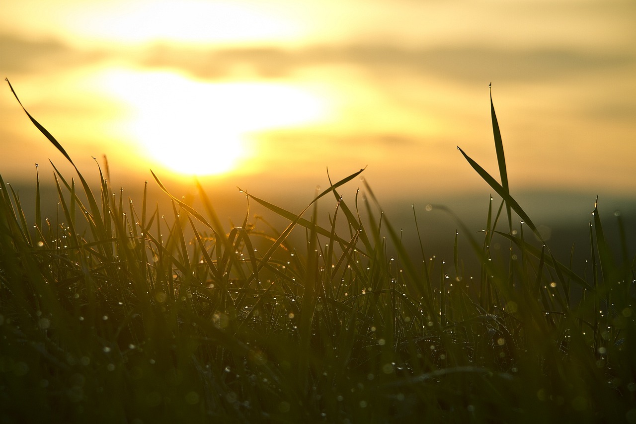 Grass, sunrise, sun — Mood Match: 150 Selfie Captions for Every Emotion