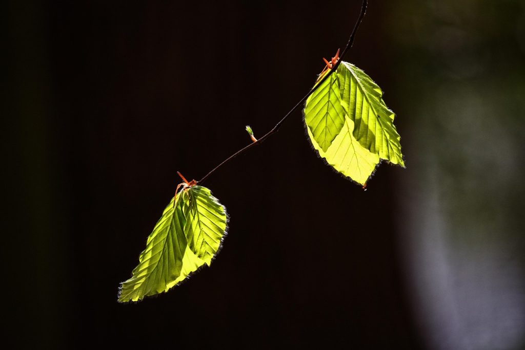 Leaf, foliage, twig — Top 5 Cricket Betting Features on Baji999