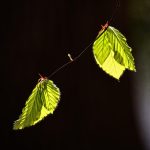 Leaf, foliage, twig — Top 5 Cricket Betting Features on Baji999