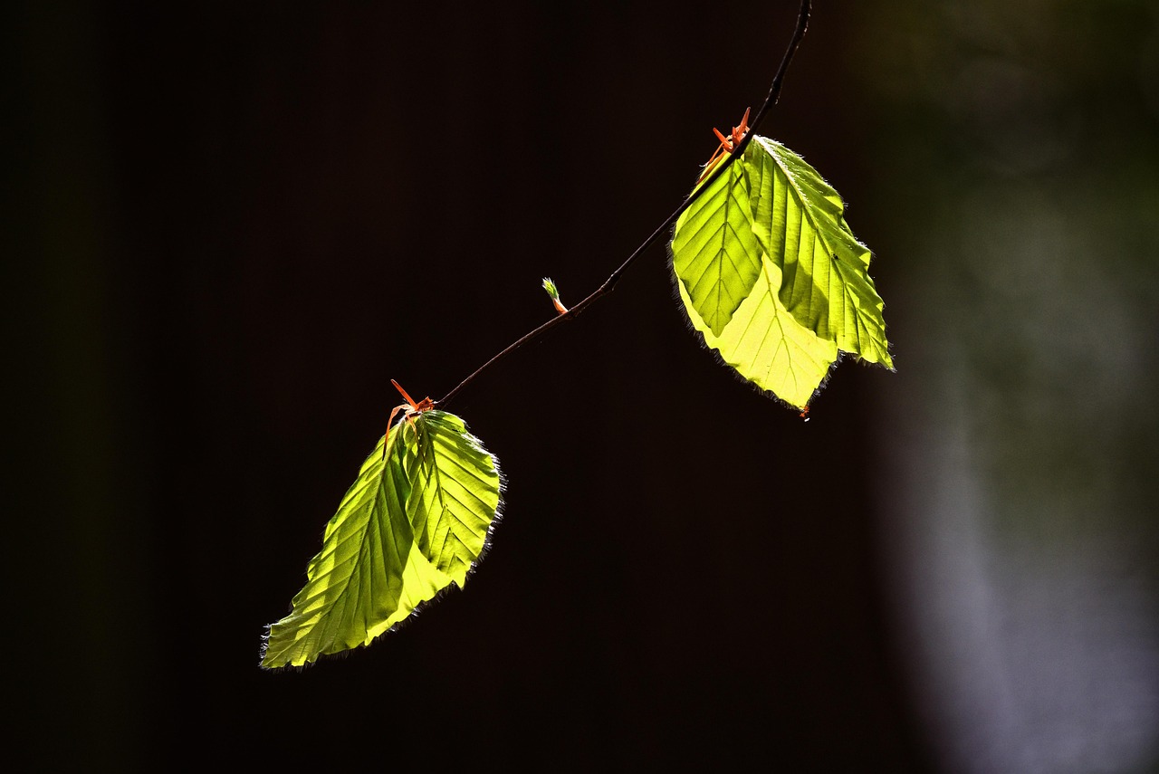 Leaf, foliage, twig — Top 5 Cricket Betting Features on Baji999