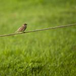 Sparrow, grass, break — Understanding Poker Hands and Rankings