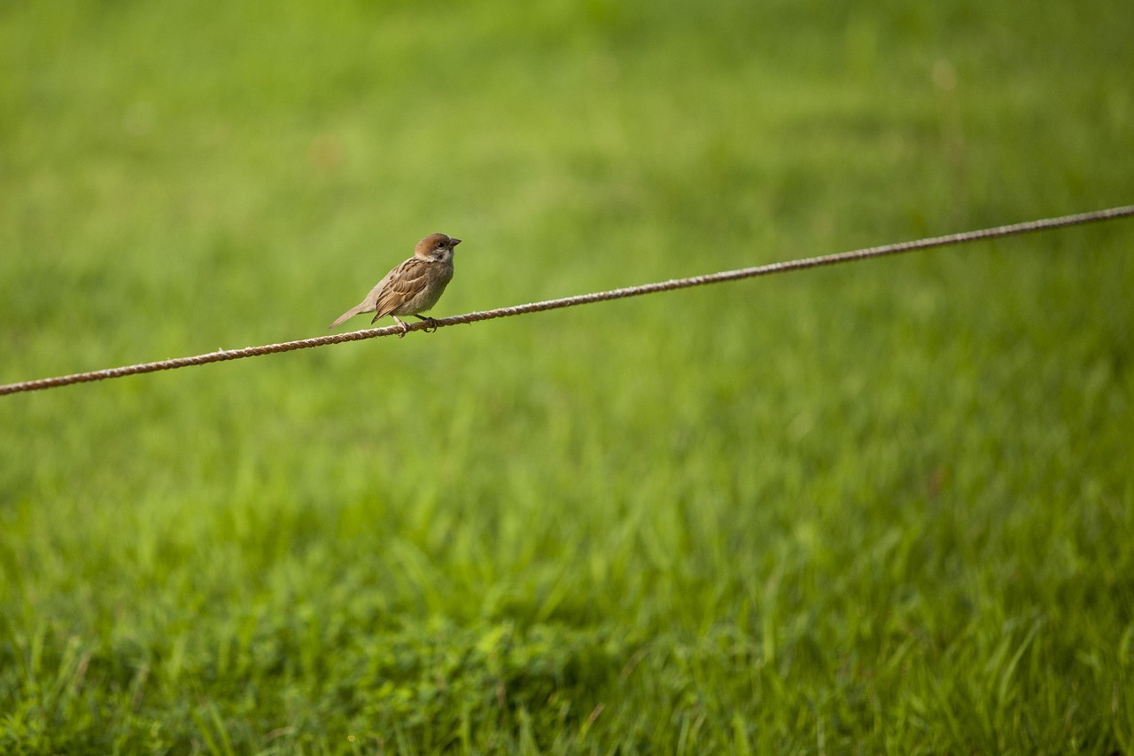 Sparrow, grass, break — Understanding Poker Hands and Rankings